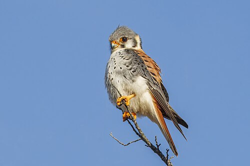 American Kestrel